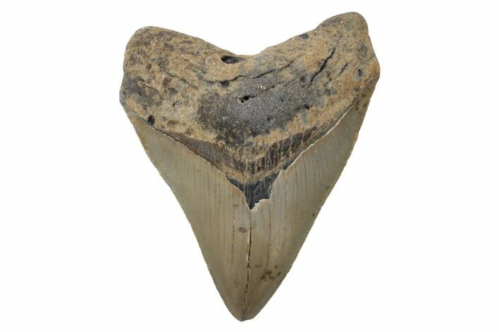 Serrated, Fossil Megalodon Tooth - North Carolina #221883